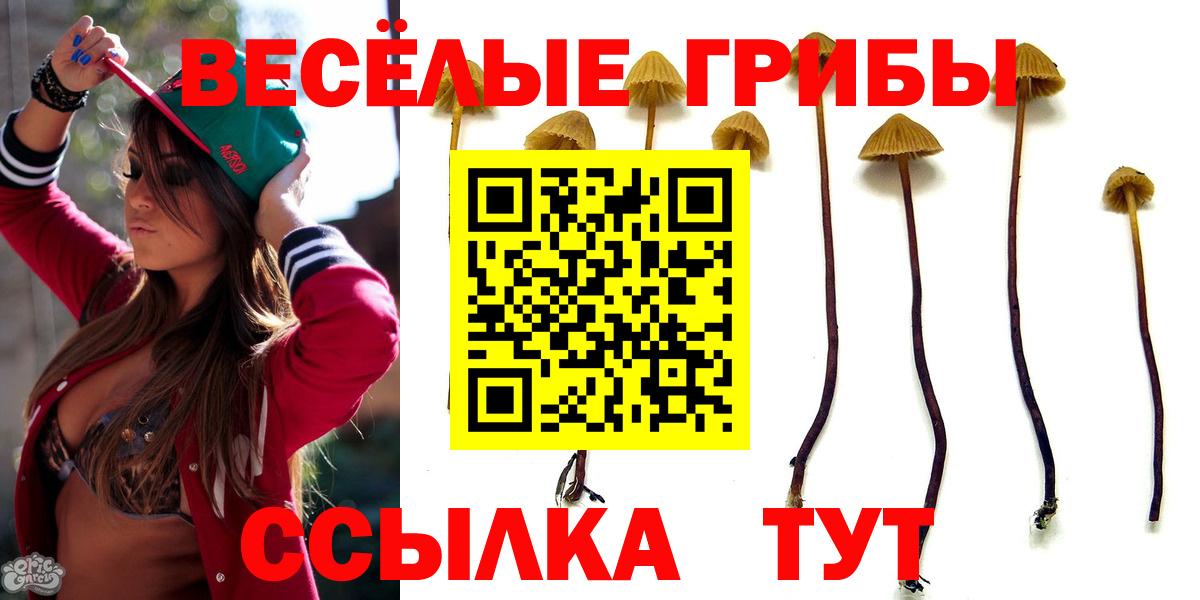 Галлюциногенные грибы Psilocybe  Вход с VPN  Дмитров  закладки  Псилоцибиновые грибы мухоморы 